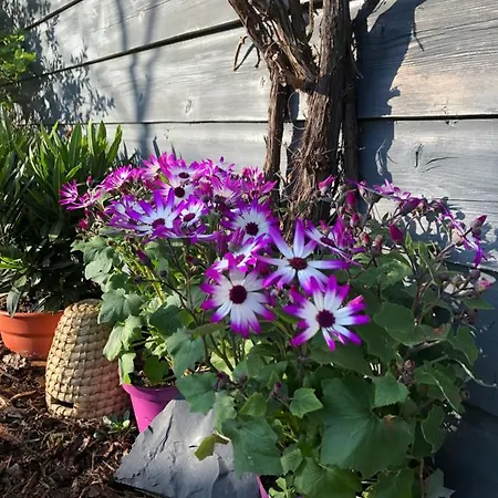 Guest house Muhlhahn