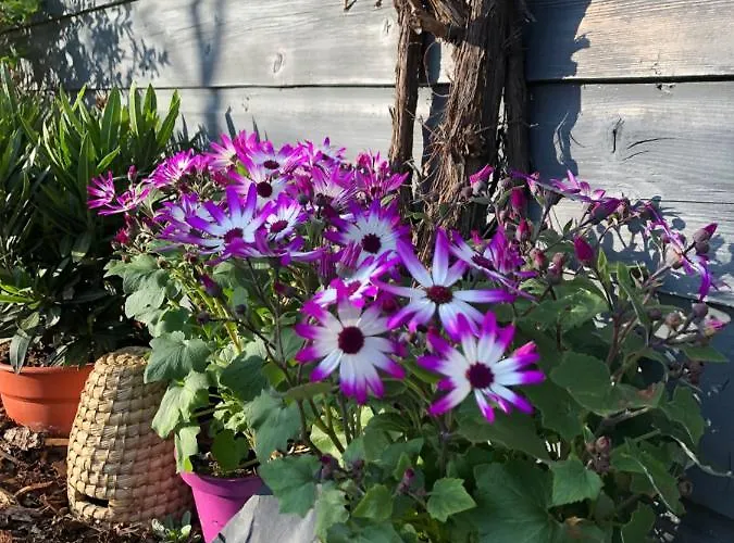 Casa de hóspedes Muehlhahn